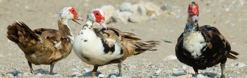 Rilievi alla macellazione su anatre allevate con metodo biologico