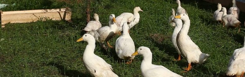 Arca per l'allevamento di oche e anatre