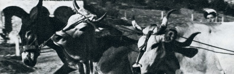 La trebbiatura