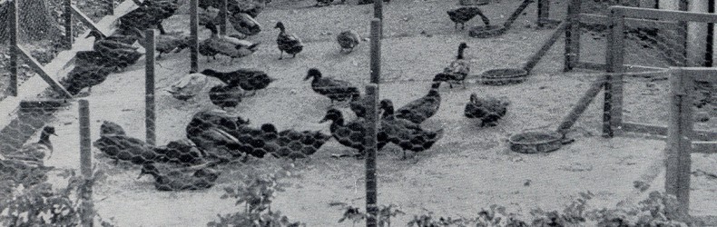 Azienda Agricola Pasture 1960 di Maria Baschieri Manfredi