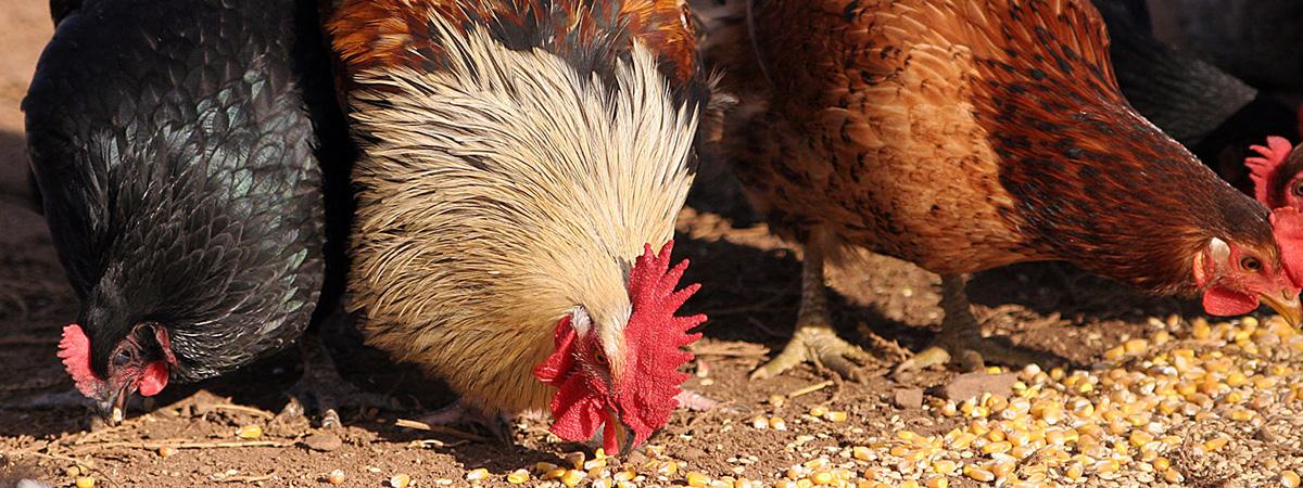 Razione alimentare per galline utilizzando un mangime per pulcini