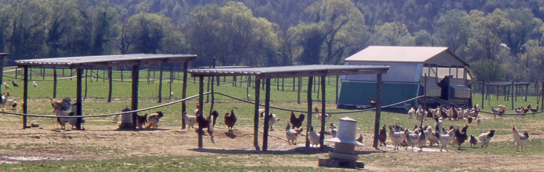 Alimentazione dei polli dall'età di 90 – 100 giorni e fino alla maturità commerciale utilizzando cereali aziendali e integrando la razione con un mangime per pulcini
