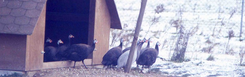 Conservazione della biodiversità nelle faraone a gennaio