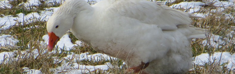 Conservazione della biodiversità nelle oche a gennaio