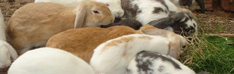 Gestione di un allevamento di conigli a ottobre