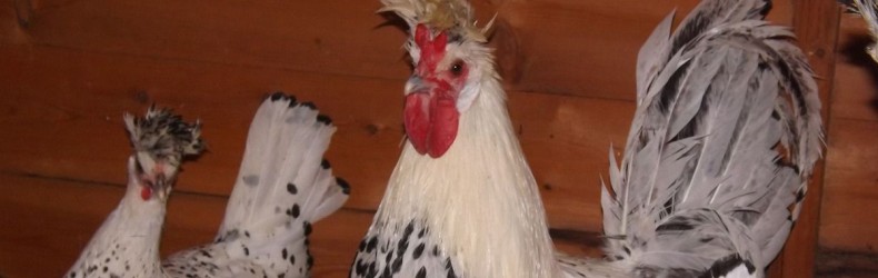 Gestione di un gruppo di galline ovaiole a ottobre