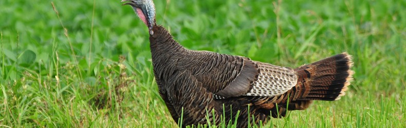 Gestione della cova e dell'allevamento naturale a novembre