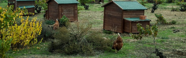 Gestione di un gruppo di galline ovaiole a novembre