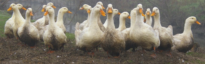 Conservazione della biodiversità nelle anatre a gennaio