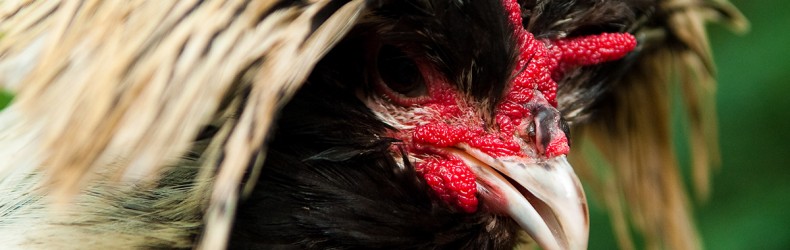 Pollo - gestione dei riproduttori a novembre