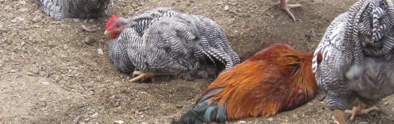 Gestione di un gruppo di galline ovaiole a giugno