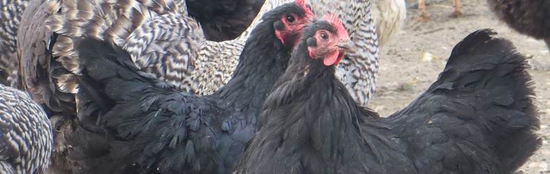 Pollo - gestione dei riproduttori a luglio