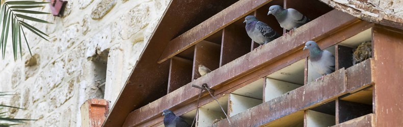 Gestione di un allevamento di colombi a settembre