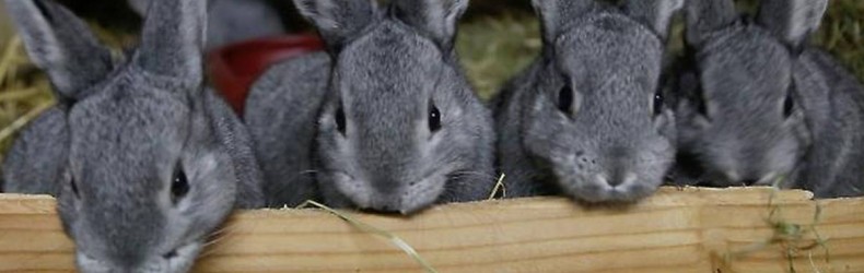Gestione di un allevamento di conigli a settembre