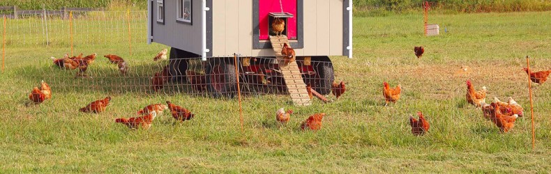 Gestione di un gruppo di galline ovaiole a settembre