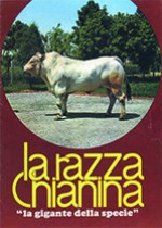 La razza Chianina