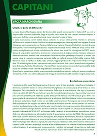 Vacca Marchigiana