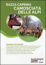 Camosciata delle Alpi