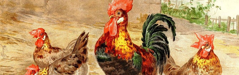 Prototipo di pollaio per selezione polli