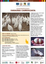 Camosciata