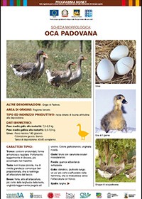 Oca Padovana