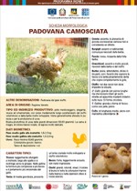 Padovana Camosciata