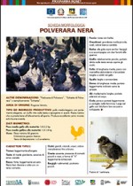 Polverara nera