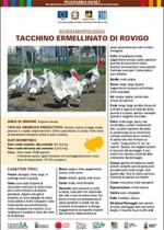 Ermellinato di Rovigo