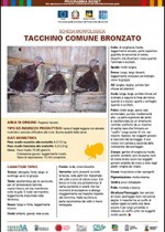 Tacchino comune bronzato