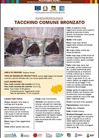 Tacchino comune bronzato