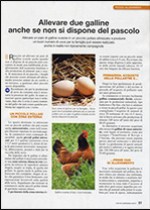 Allevare die galline anche se non si dispone di pascolo