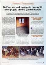 Dall’acquisto di sessanta pulcinotti a un gruppo di dieci galline ovaiole