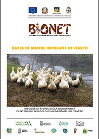 Razze di anatre impiegate in Veneto