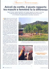 Avicoli da cortile, il giusto rapporto tra maschi e femmine fa la differenza