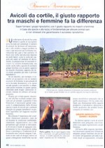 Avicoli da cortile, il giusto rapporto tra maschi e femmine fa la differenza