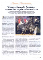 Vi presentiamo la Campine, una gallica vagabonda e curiosa