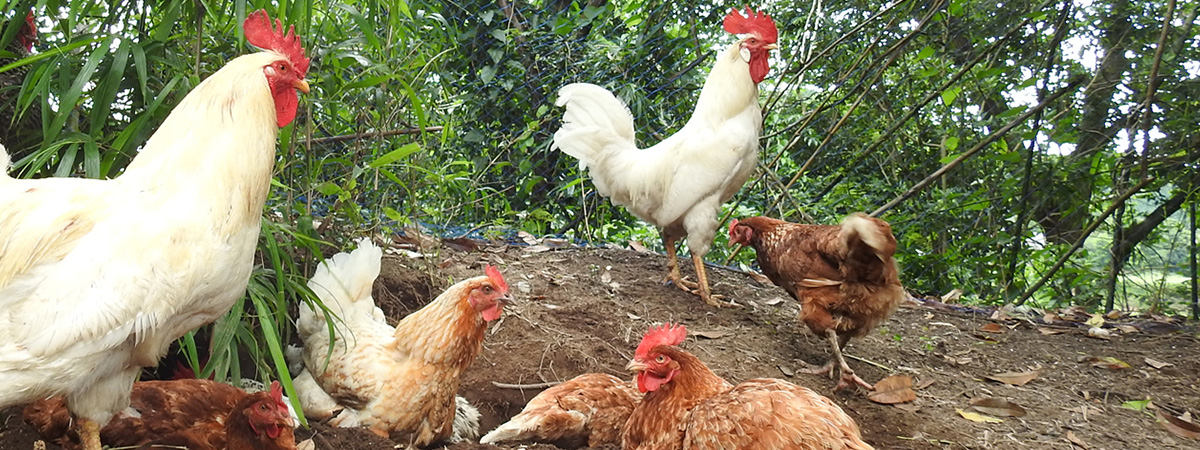 Fertilità del gallo