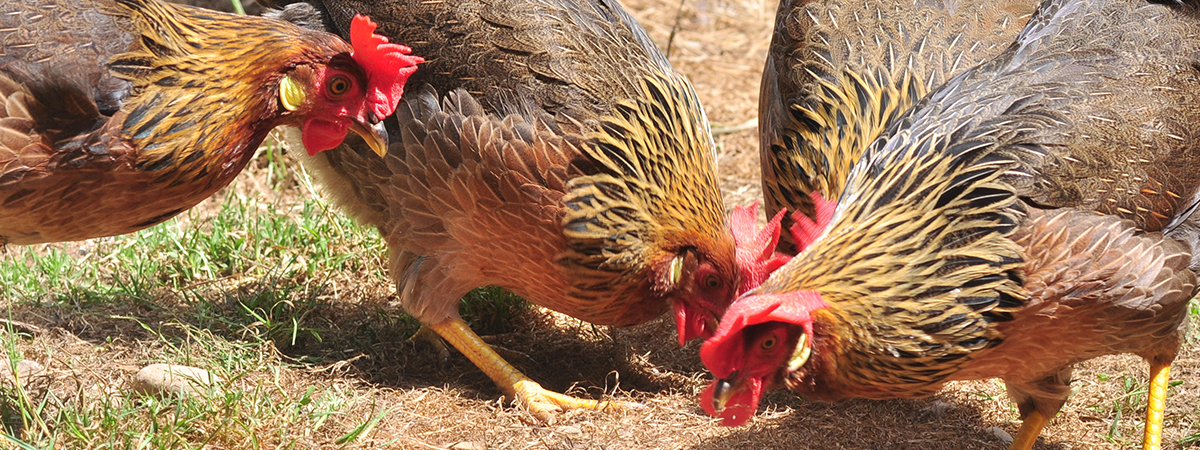 Alimentazione galline