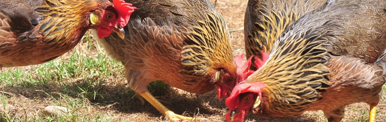 Alimentazione galline