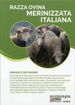 Pecora Merinizzata Italiana