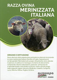 Pecora Merinizzata Italiana