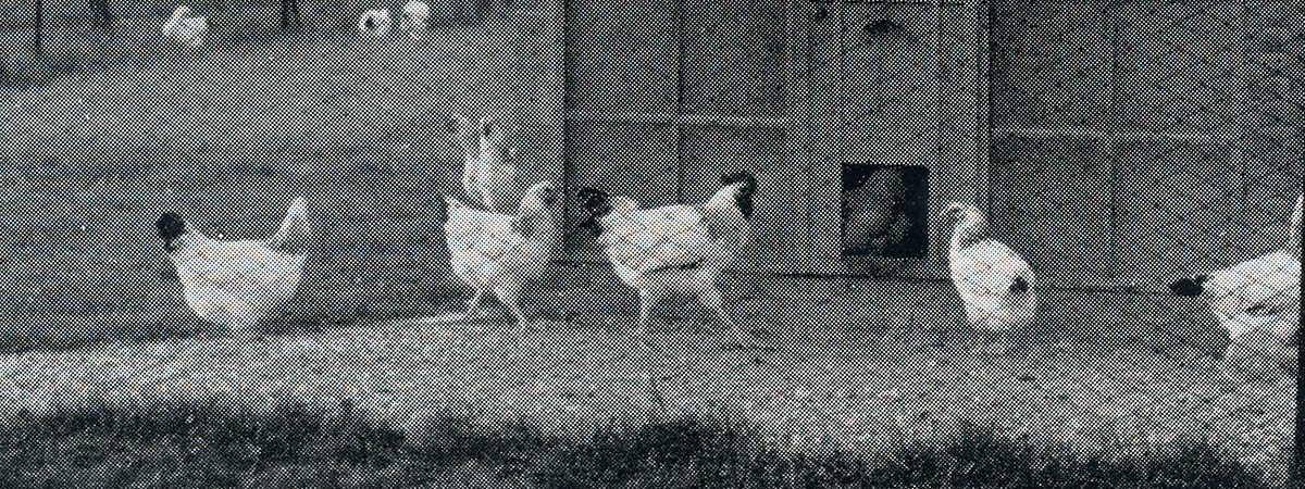 Stazione Sperimentale di Pollicoltura anni ‘50