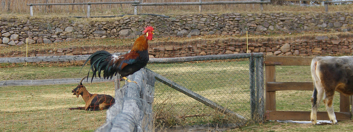 A Tione un corso su avicoltura di montagna