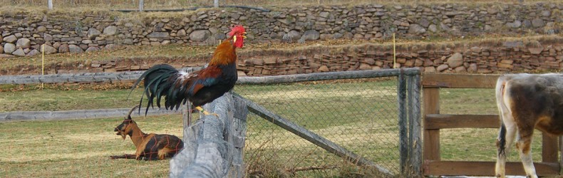 A Tione un corso su avicoltura di montagna