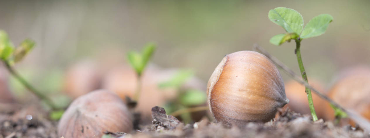 Biodiversità in Basilicata