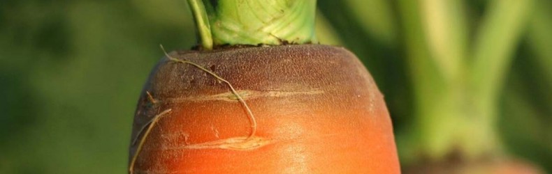 La coltivazione della carota in Sardegna