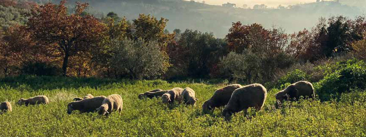 Pastori della Maremma romana