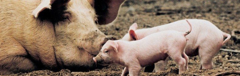 Comportamento materno della scrofa in natura