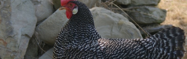 Corso gratuito sull'allevamento biologico della BassaCorte