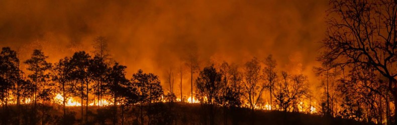 Incendi boschivi